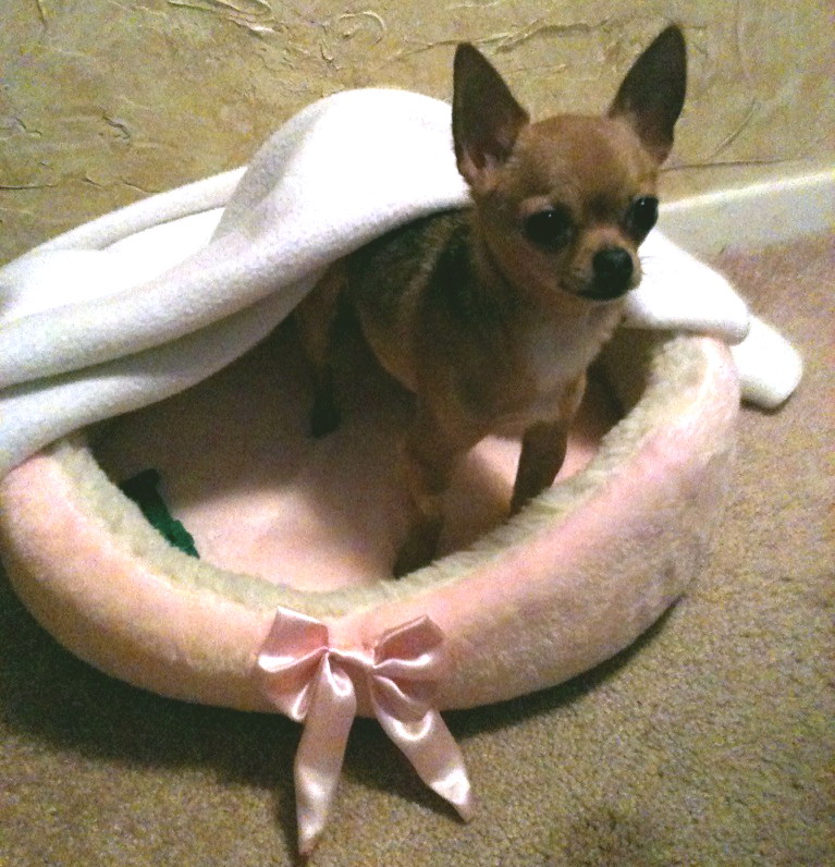 mini teacup chihuahua for sale