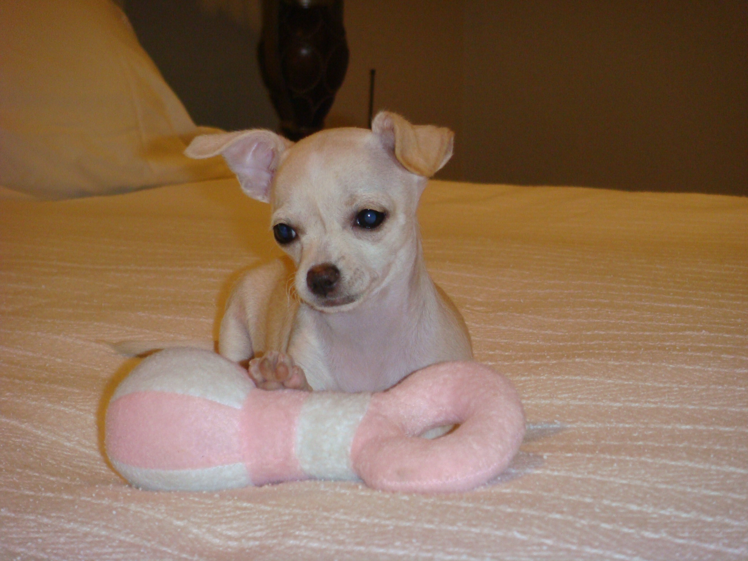 sale chihuahua for adult tiny female